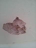 fkillineybeforeinternal 1155.jpg